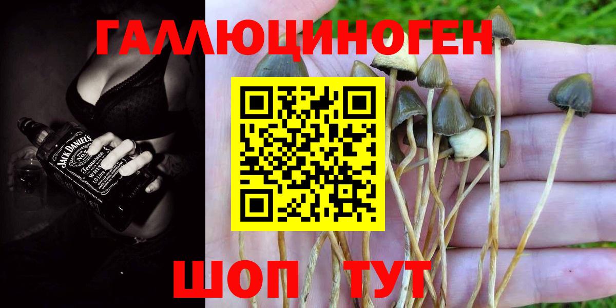 Псилоцибиновые грибы Cubensis  Зеленокумск  Псилоцибиновые грибы GOLDEN TEACHER 
